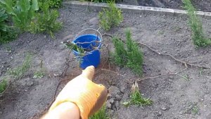 Сумах, Уксусное дерево  - недостатки.