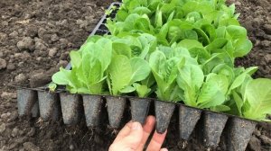 Салат в теплице ! Выращивание салата лолло роса и ромен Клаудиус