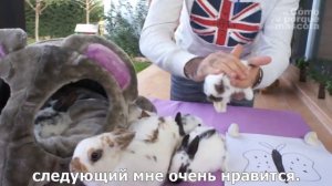 Кролики-кролики расы «бабочка»
