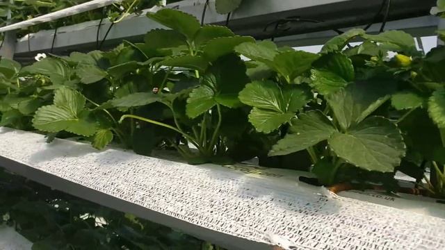 Малообьемка на кокосе. Часть 2 смотреть онлайн