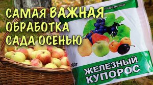 ЖЕЛЕЗНЫЙ КУПОРОС!МИЛЛИОНЫ САДОВОДОВ обрабатывают им сад ОСЕНЬЮ!Почему это ТАК ВАЖНО как ИСПОЛЬЗОВАТЬ