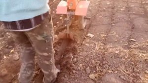 Посадка лука под мотоблок