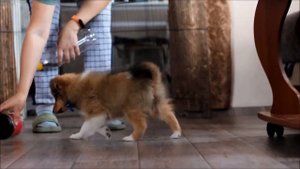 Щенки шелти 8 недель помёт "А"