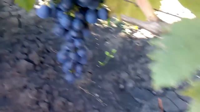 сорт винограда византия урожай 2015