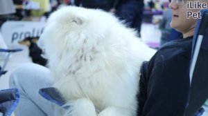 5 особенностей ухода за самоедом