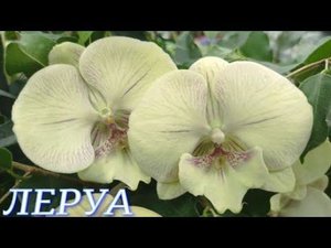 №822/ ДВЕ поставки ОРХИДЕЙ в ОДНОМ обзоре.