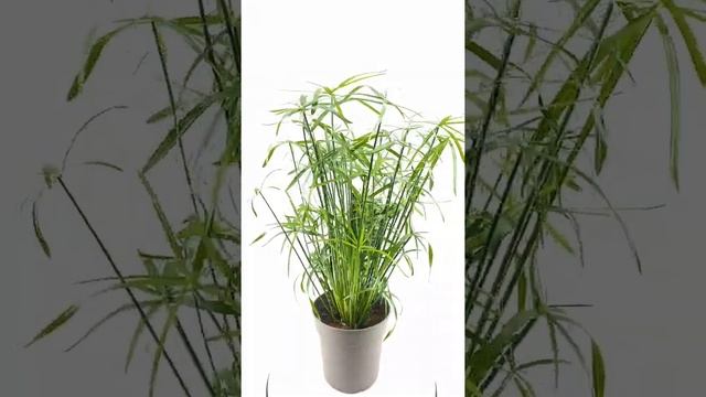 Cyperus alternifolius - turn around