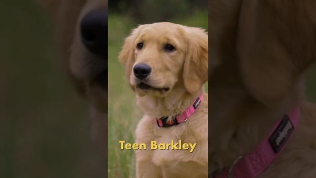 Subaru Dog Tested | Introducing The Barkleys