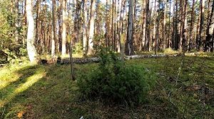 ЧТО ДЕЛАЮТ В ЗАПОВЕДНИКЕ осенью