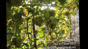 Сорт винограда Синдикат