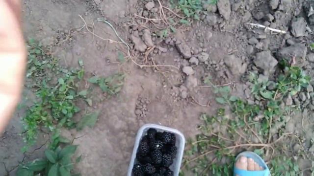 ЕЖЕВИКА ЧЕРНАЯ МАГИЯ(Blek Magic).