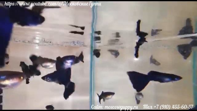 СИНИЕ и ЗЕЛЕНЫЕ МОСКОВСКИЕ ГУППИ смотреть онлайн