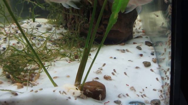 2 день жизни цихлид фламинго (Cichlasoma var flamingo) смотреть онлайн