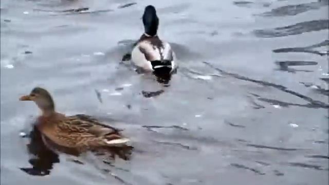 Зимующие птицы в Дарзини. 6 янв 2013. смотреть онлайн