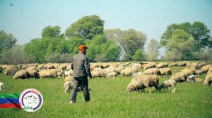 Овцеводство в Дагестане на современном этапе и в будущем