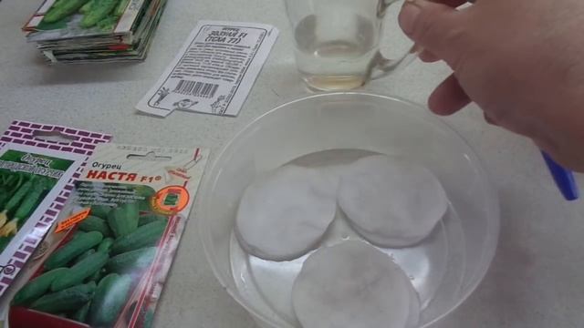 ЗАМАЧИВАЮ СЕМЕНА ОГУРЦОВ ДЛЯ ПОЛУЧЕНИЯ РАННЕГО УРОЖАЯ. Ольга Чернова.