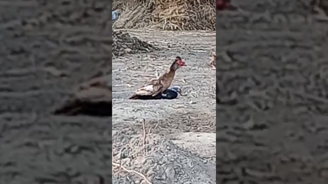 Брачный период индоутки. Мускусная утка. Как топчит? смотреть онлайн