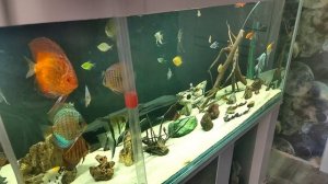 подмена воды. (страхи содержания большого аквариума)