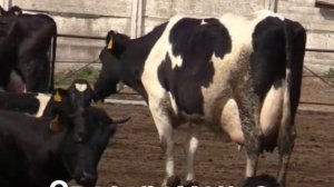 Компания КамАгро реализует молочные породы КРС