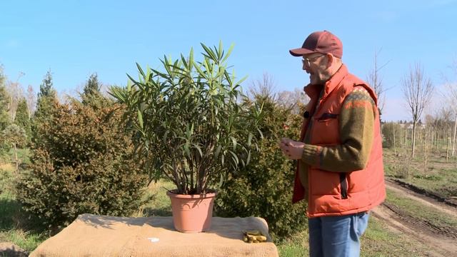 Oleander pflegen | Schildläuse, Spinnmilben, Rußtau bekämpfen смотреть онлайн