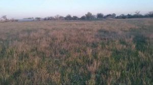 Эти медоносы надежнее чем рапс и гибридный подсолнух :)