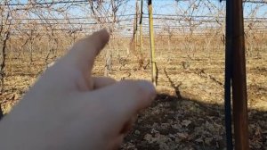 ВИНОГРАД в УЗБЕКИСТАНЕ, ШПАЛЕРЫ ВИНОГРАДА И ФОРМИРОВКИ