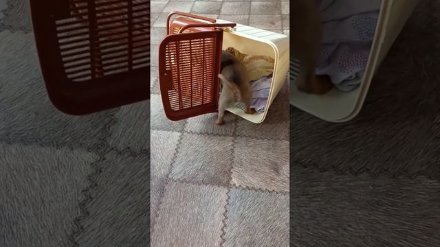 Щенки пти брабансона питомника Скарадомка. смотреть онлайн