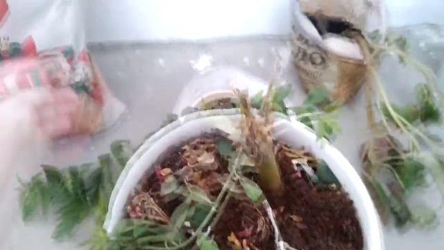 Что с моими цветами смотреть онлайн