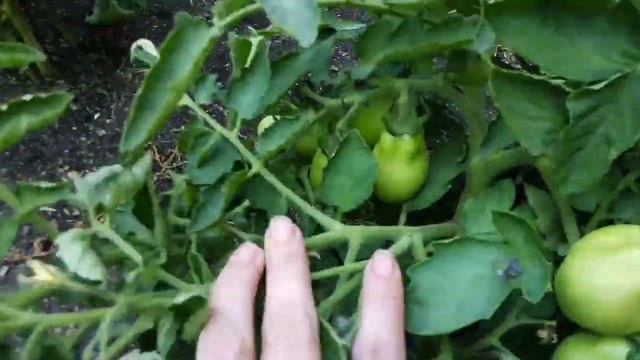 ОГОРОД В ИЮЛЕ,ВАРЮ СГУЩЕННОЕ МОЛОКО, смотреть онлайн