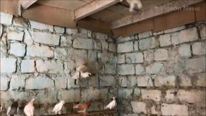 ЧЕСНОЧНОЕ МОЛОКО ДЛЯ ГОЛУБЕЙ / Garlic Milk For PIGEON
