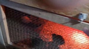 Устраиваем гнездо для гусей и повседневные хлопоты