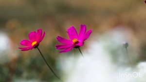 Марина Соколова/Обзор.