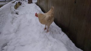 Трава под снегом