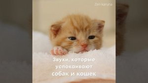 Музыка, которая помогает собакам и кошкам уснуть