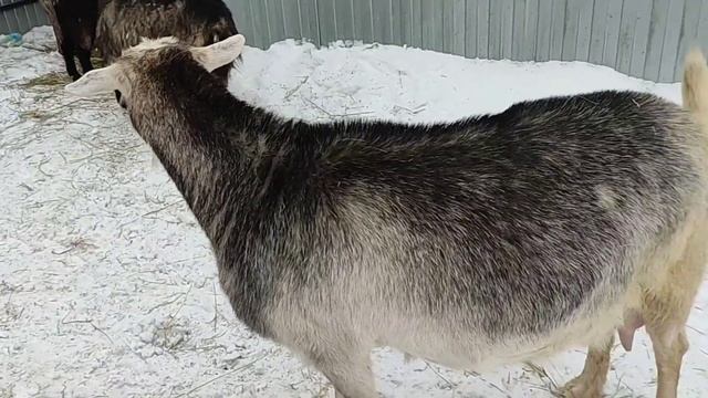 Если бодается коза, козёл#рек #топ #хочуврек #shorts #short #shortvideo #козы #корова #корова смотреть онлайн