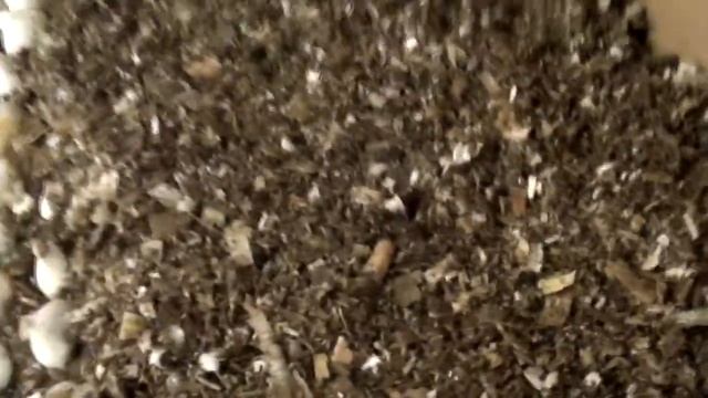 ТЮЛЬПАНЫ В ОПИЛКИ?! Наш МЕТОД высадки ТЮЛЬПАНОВ #3 смотреть онлайн