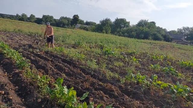 Картопля Бора/Племіник допоміг собирати малину смотреть онлайн