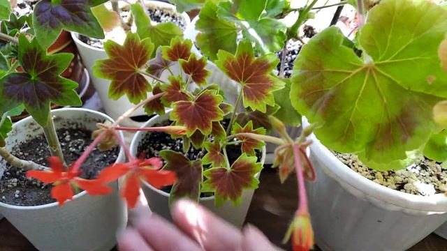 Цветущая полянка пеларгоний. смотреть онлайн