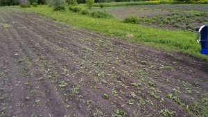 Посадка картошки и боронование на мини тракторе