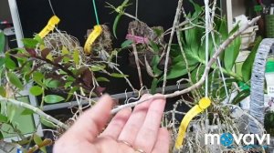 Дендробиум .Все о моей коллекции.