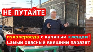 Куриный клещ или пухопероед (вши у кур): как отличить и  что опаснее?