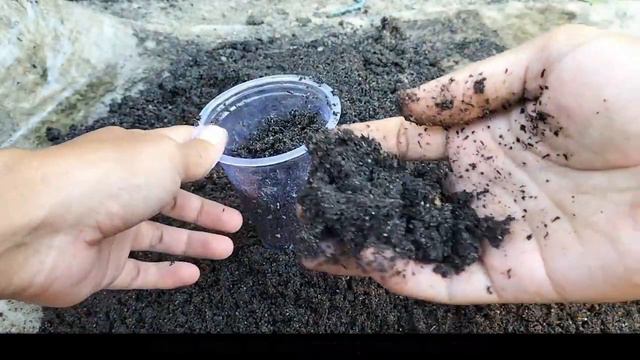 How to Propagate Bougainvillea from Cuttings смотреть онлайн