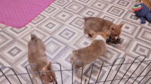 Вельш корги пемброк очаровательные щенки - девочки