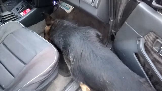 100% способ чистки ковролина в автомобиле смотреть онлайн