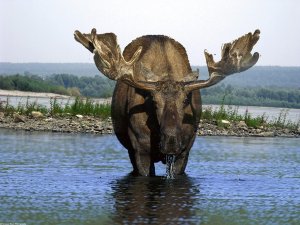 Люблю сплавляться по Оби