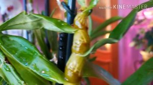 Орхидеи Дендробиум и уход за ними