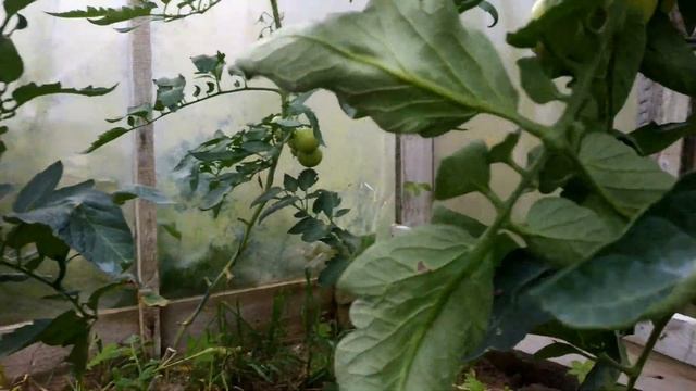 Основные разновидности полива огорода, польза капельного полива смотреть онлайн