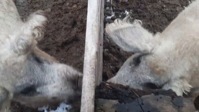 ВЕЛЬМАН, ГДЕ ТВОЕ ПЯТНО?!?? наша огромная ошибка при опоросе??. венгерская мангалица