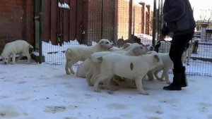 Щенки алабая, среднеазиатская овчарка, 3 МЕСЯЦА www.r-risk.ru +7 9262205603 Татьяна Ягодкинаь