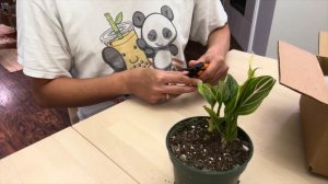 Aglaonema Rotundum Plant Unboxing Aglaonema Pride of Sumatra
